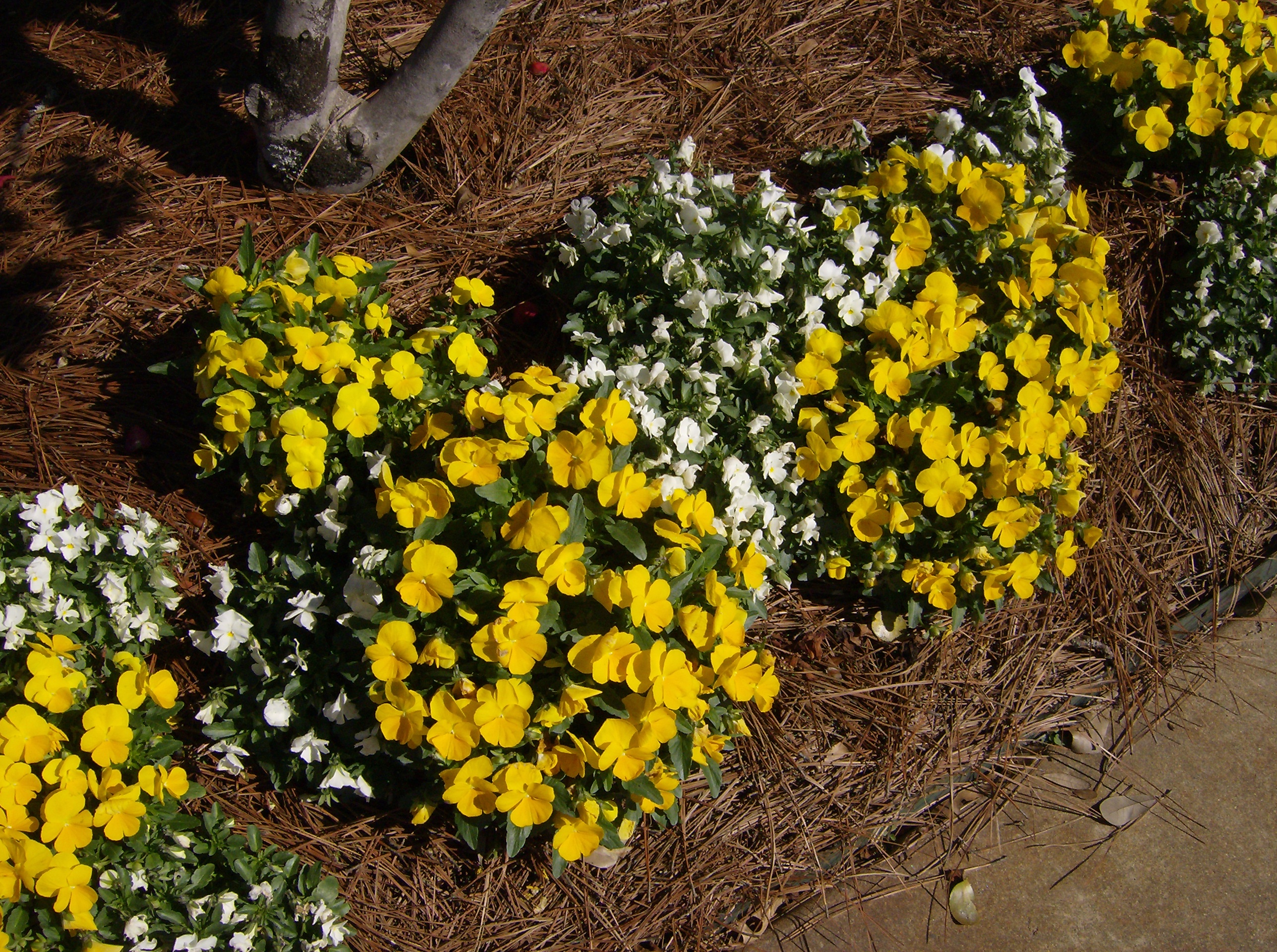 Plant cool-season bedding plants now